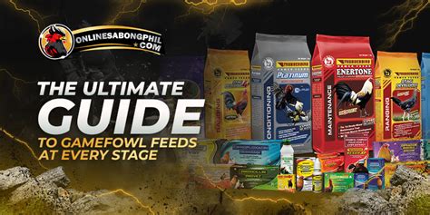 gamefowl feeding tips|The Ultimate Guide to Gamefowl Feeds at Every Stage.
